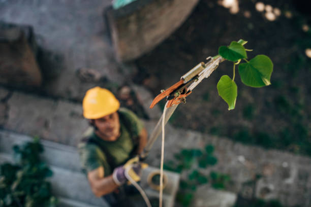 How Our Tree Care Process Works  in  Meadow Vista, CA