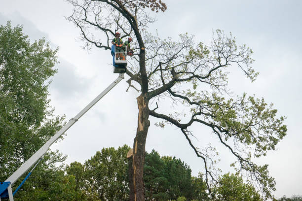 Meadow Vista, CA  Tree Services Company