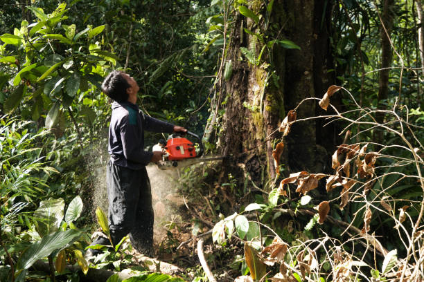 Best Tree and Shrub Care  in Meadow Vista, CA