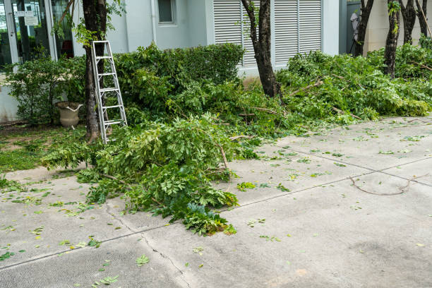 Tree and Shrub Care in Meadow Vista, CA