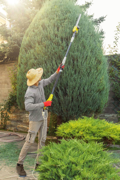 Best Hazardous Tree Removal  in Meadow Vista, CA